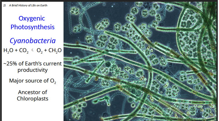 <p>O2</p><p>Chloroplasts</p>