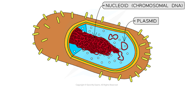 <p>What is chromosomal DNA</p>