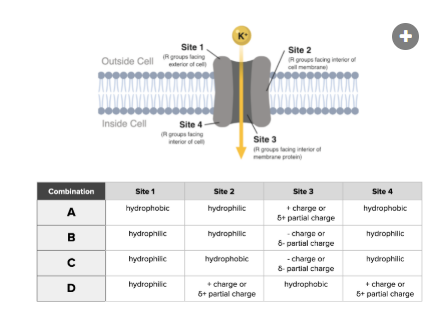 <p>Which combination of chemical properties accurately describes a channel capable of transporting K+ ions through a membrane?</p><p><br>a. Combination A<br>b. Combination B<br>c. Combination C<br>d. Combination D</p>