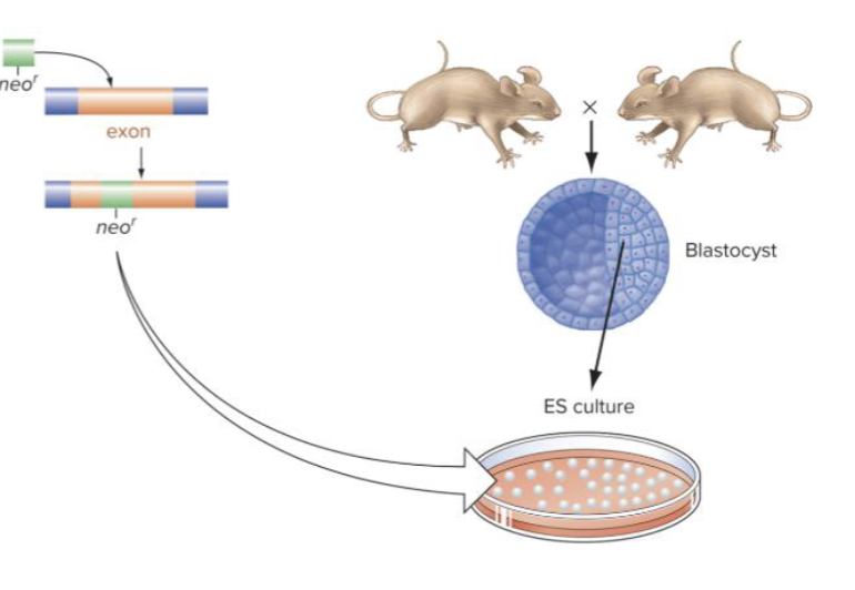 <p>The homology template contains a copy of the targeted gene disrupted by a neomycin resistance gene</p><p></p><p>This setup accomplishes two things at once:</p><p>• Knock out the target gene</p><p>• Enable drug selection so only successfully-edited cells survive</p>