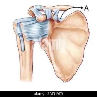 <p>A</p>