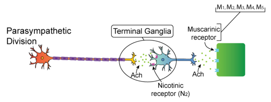 <p>Answer: M3 muscarinic receptors.</p><p>Extra Information:</p><ul><li><p>Activation promotes smooth muscle depolarization and contraction.</p></li></ul><p></p>