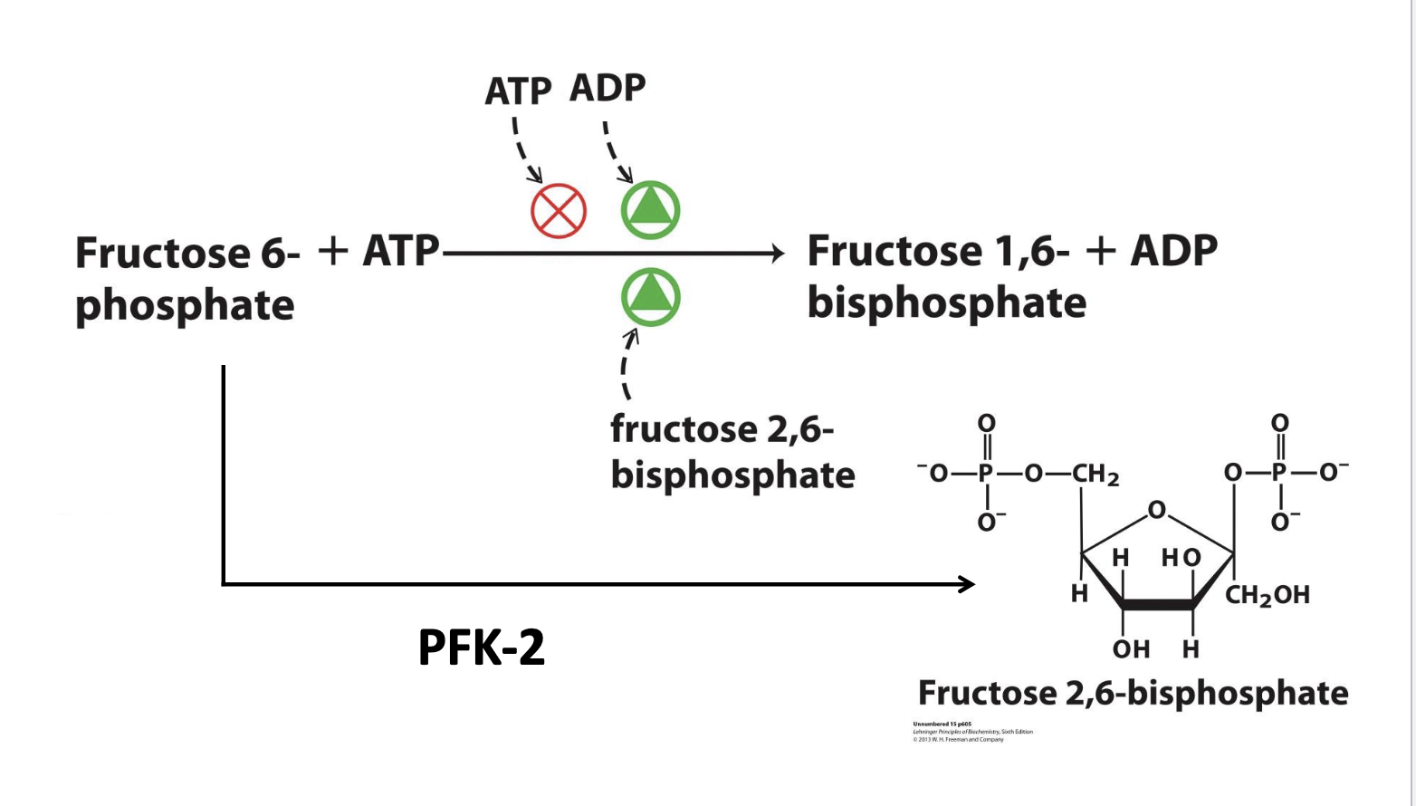 <p>F6P + ATP is catalyzed by PFK-2 to create F2,6-BP. F2,6-BP then serves as an activator of PFK-1 to create F1,6-BP</p>
