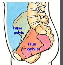 <p>True (lesser) pelvis and false (major/greater) pelvis</p>