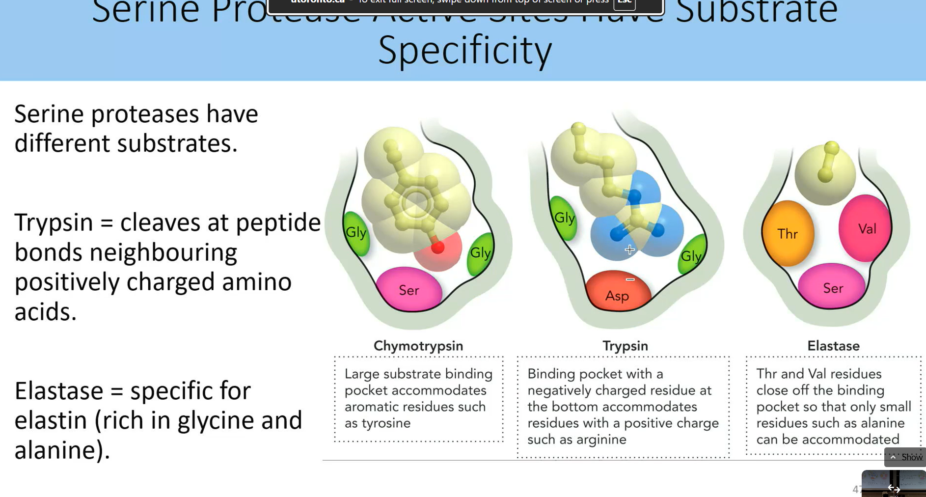 <p>serine proteases have diff substrates hence substrate specificity</p><p>typrsin = cleaves at peptide bonds neighbouring postively charged amino acids</p><p>elastase = specific for elastin (rich in glycine and alanine)</p><p></p><p>binding pocket has huge affect on what they bind to</p>