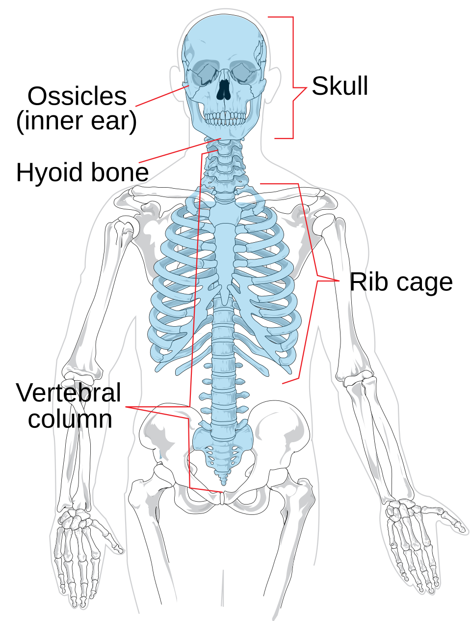 <p>The trunk (skull, spine, thorax)</p>