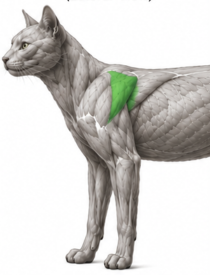 <p>What cat muscle is this?</p>