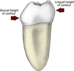 <p>widest part of tooth</p>