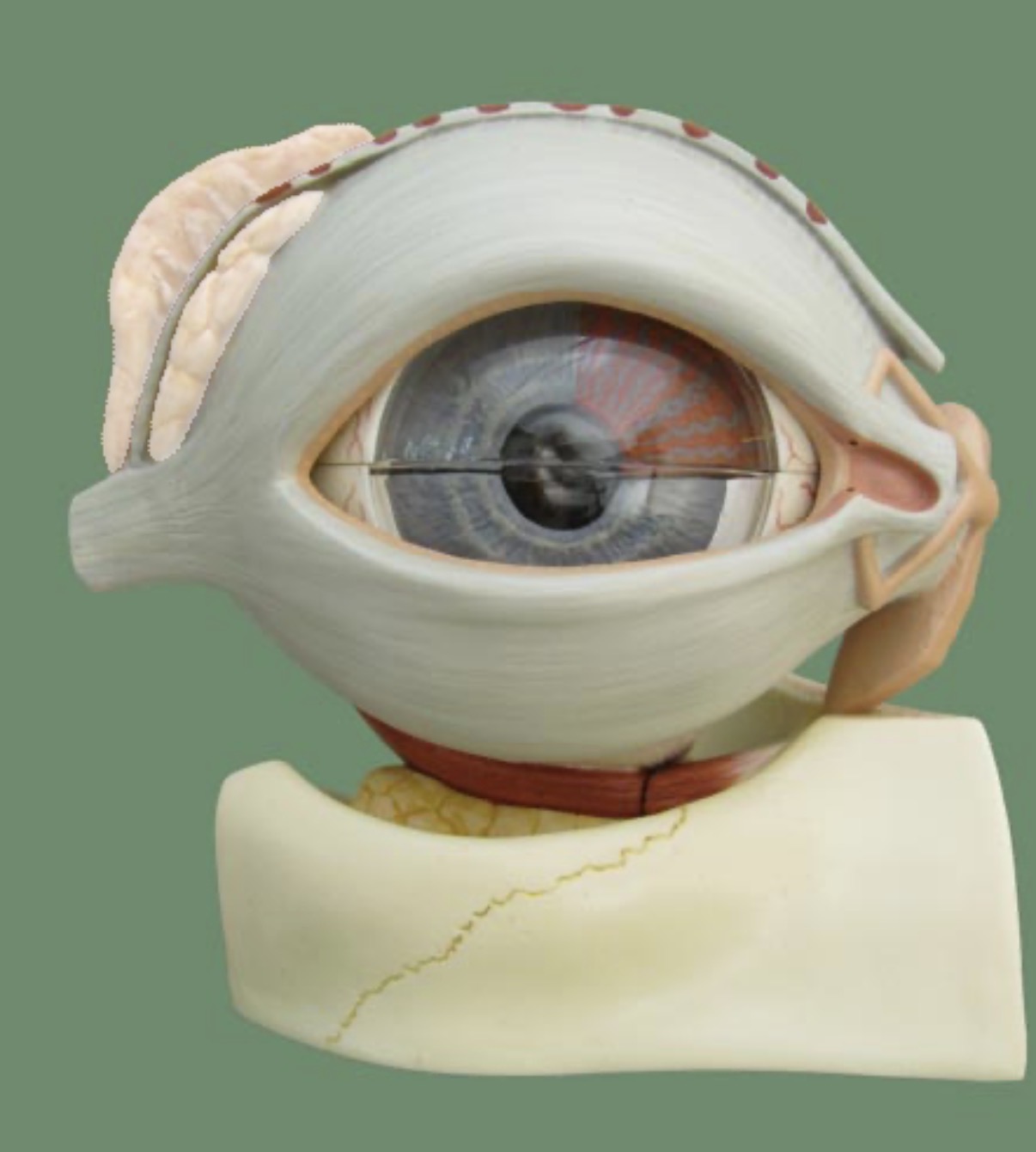 <p>produce tears to keep the eye moist</p>