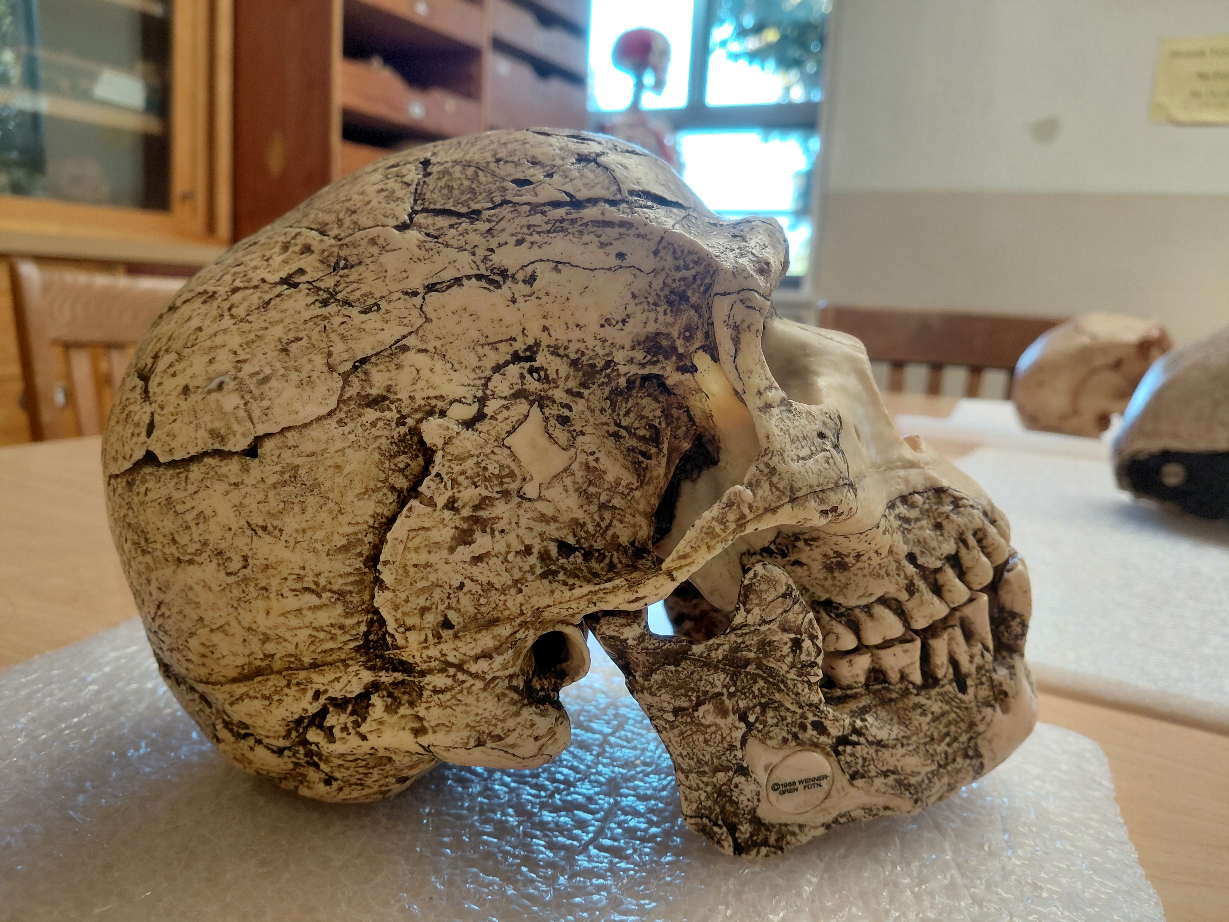 <p>What is the genus and species of this specimen? How do you know?</p>
