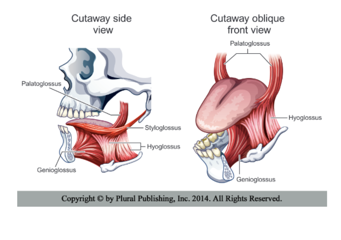 <p>What are extrinsic muscles?</p>