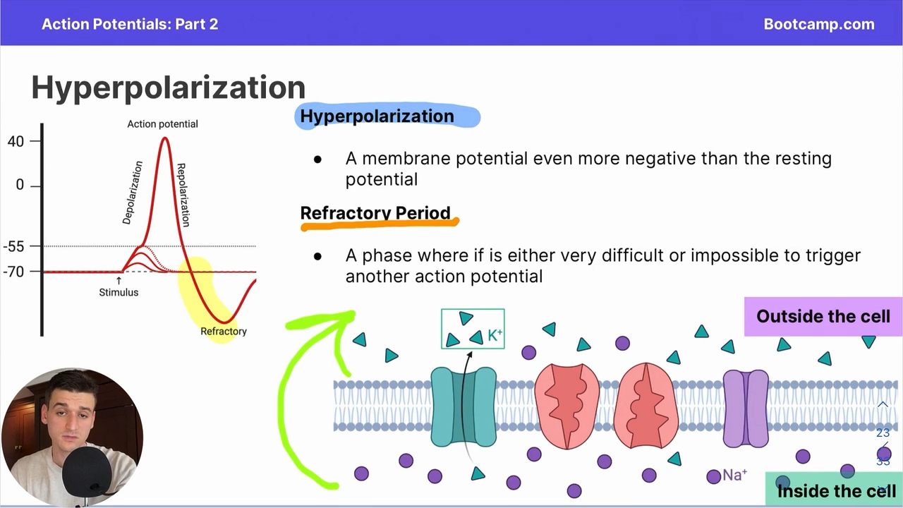 <p>during hyperpolarization, phase where it is very diffiult or imposible to trigger another action potential</p>