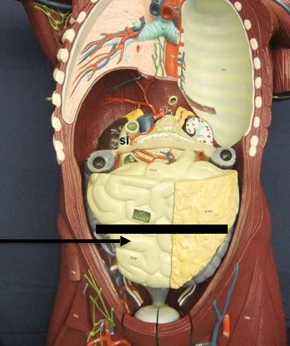 <p>Name that organ</p>