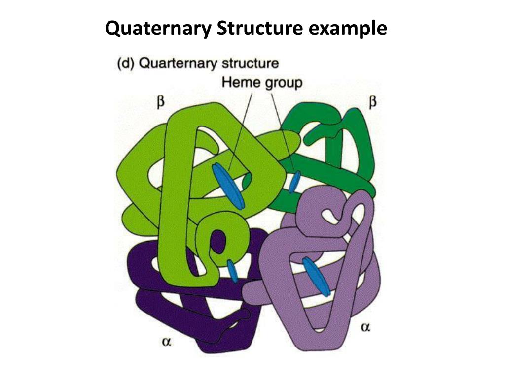 <ul><li><p>Polypeptide subunit interaction</p></li></ul><p></p>