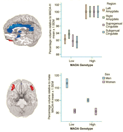 <p>Low activity variant increases aggression especially under maltreatment conditions</p>