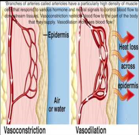 <p></p><ul><li><p>thermoregulation - the process by which the body maintains it’s internal temperature of 37℃ despite changes in internal heat production or external environmental conditions.</p></li><li><p>during exercise, heat is produced as a byproduct (among H<sub>2</sub>O + CO<sub>2</sub>) → thermoregulation aims to remove heat during exercise</p></li><li><p>main heat loss mechanism - vasodilation of blood vessels near the skin, where heat can be released to the envrionment → helps cool the blood</p></li><li><p>however, this causes a decrease in performance due to less blood being available for working muscles</p></li></ul><p></p>