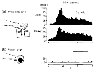 <ul><li><p><span style="background-color: transparent;">Motor lesions result in a loss of individual finger use&nbsp;</span></p></li><li><p><span style="background-color: transparent;">The study was recording activity in the motor cortex of monkeys trained to produce two different types of grip (precision - more difficult, power = simpler, but more force)</span></p><ul><li><p><span style="background-color: transparent;">Recorded muscle activity with an EMG</span></p></li></ul></li><li><p><span style="background-color: transparent;">Result - activity in the motor cortex is greater for the precision grip than the power grip</span></p></li></ul><p></p>