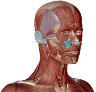 <p>what muscle is this</p>