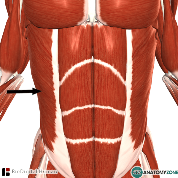 <p>Compresses the abdomen</p>