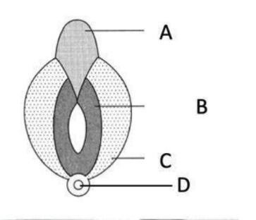 <p>Biệt hoá thành môi nhỏ ở nữ:</p><p>A. Ghi chú B.</p><p>B. Ghi chú C.</p><p>C. Ghi chú D.</p><p>D. Ghi chú A.</p>