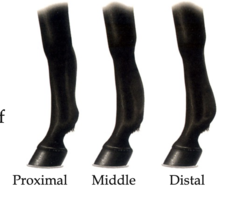 <p>How is superficial digital flexor tendonitis diagnosed?</p>