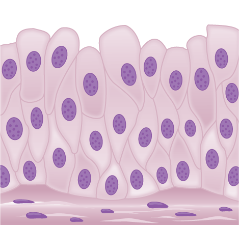 <p>What tissue is this?</p>