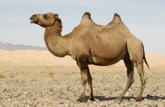 <p>A tall desert animal with humps on its back is a _____.</p>