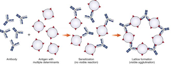 <ul><li><p>visible aggregation of particles resulting from combination with specific antibody</p></li><li><p>2 step process</p><ul><li><p>sensitization (initial binding)</p><ul><li><p>antigen and antibody unite through antigenic determinant sites</p></li></ul></li><li><p>lattice formation (formation of large aggregates)</p><ul><li><p>rearrangement of antigen and antibody bonds to form a stable lattice</p></li></ul></li></ul></li><li><p>produced by antibodies called agglutinins</p></li></ul><p></p>