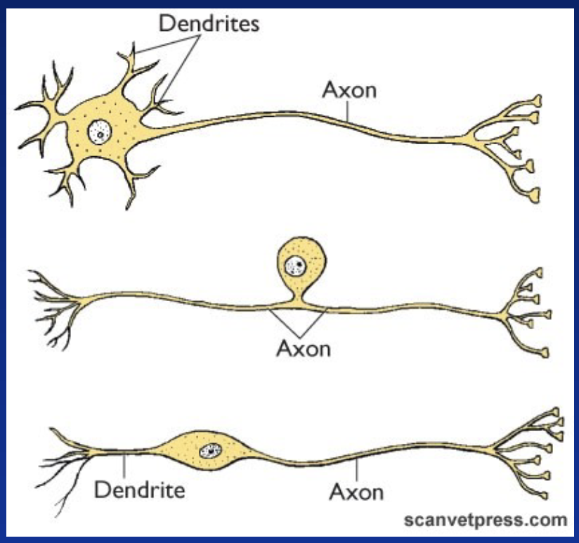 <ul><li><p>Axon = info moves away from cell body</p></li><li><p>Dendrite = info moves towards cell body</p></li><li><p>Cell body = integrates in- and outgoing information</p></li></ul><p></p>