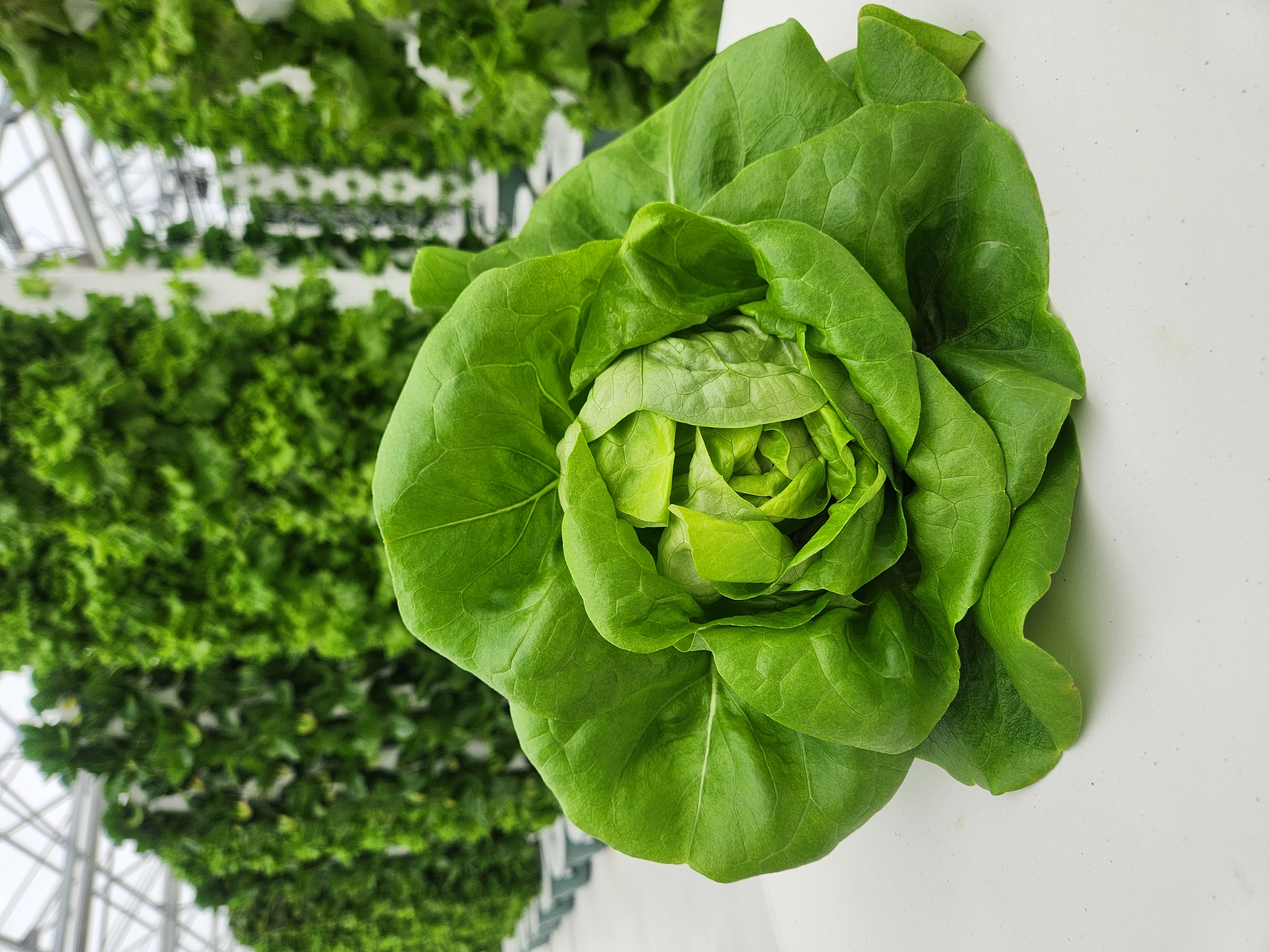 <p>Type: Bibb/Butterhead Lettuce</p><p>Variety: Rex</p>