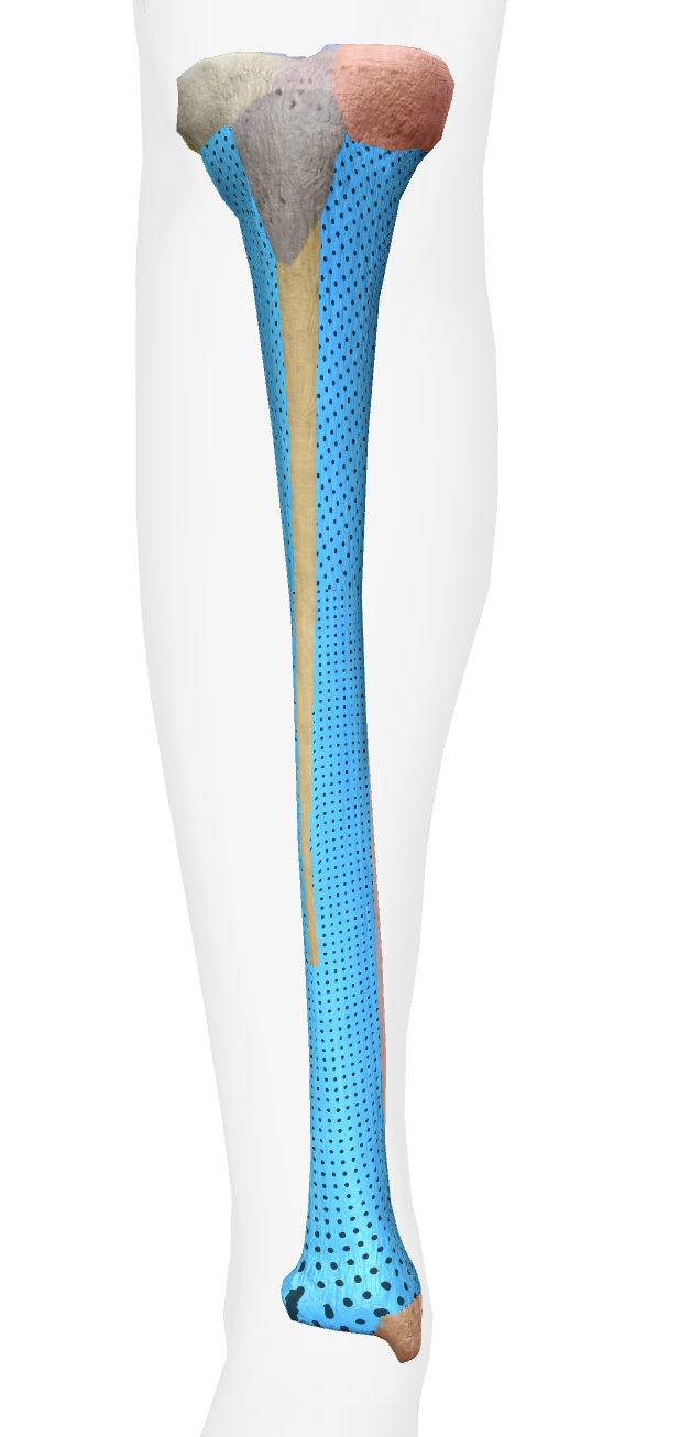 <p>What is this part of the tibia </p>