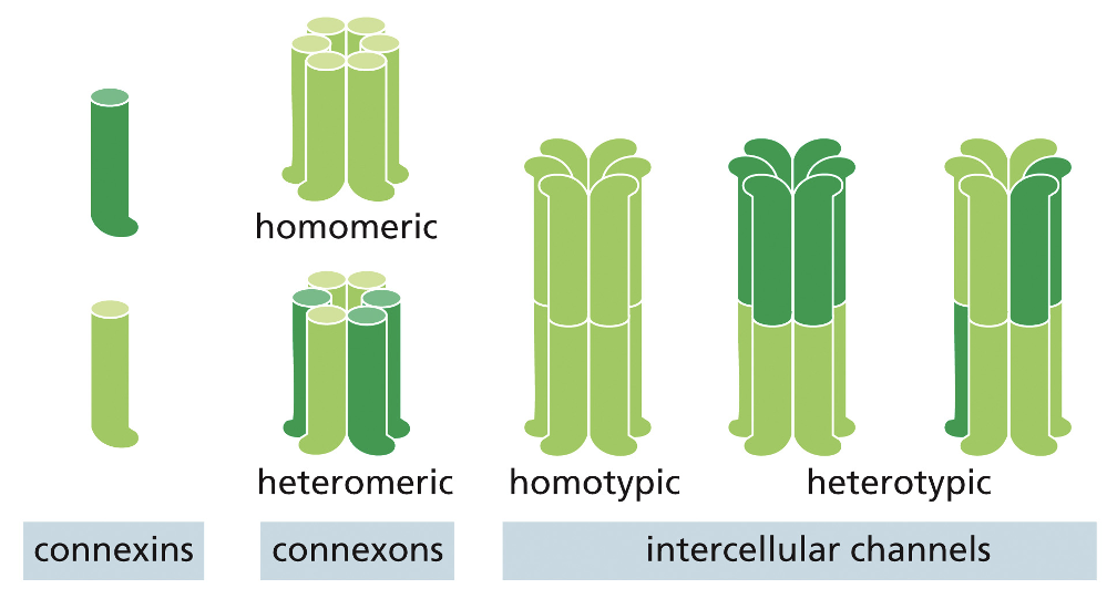 <ul><li><p>transmembrane proteins involved:<strong> connexin</strong></p></li><li><p>6 connexin subunits join to form a connexon</p></li><li><p>the connexon is a <strong>hollow protein cylinder with a 1.4 nm channel</strong></p></li></ul><p></p>