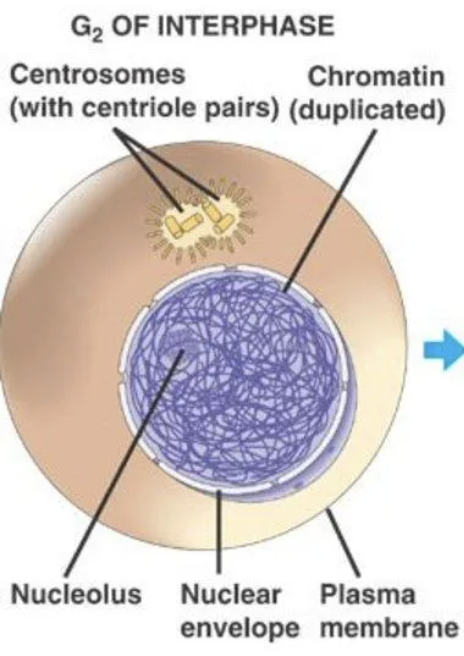 <p>interphase</p>