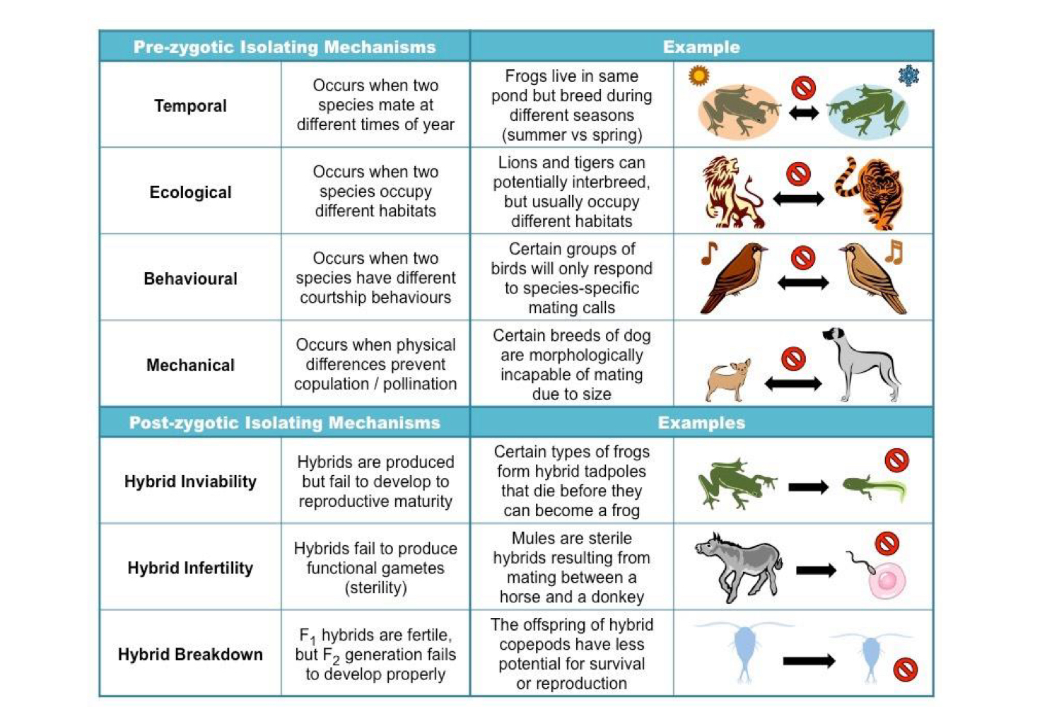 <p>prezygotic - occur before fertilization </p><p>postzygotic - occur after fertilization </p>