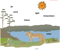 <p>The resources that organisms need to survive. When unavailable these factors limit a populations' ability to grow/increase.</p><p>Example: resources such as food, water or space become limited</p>