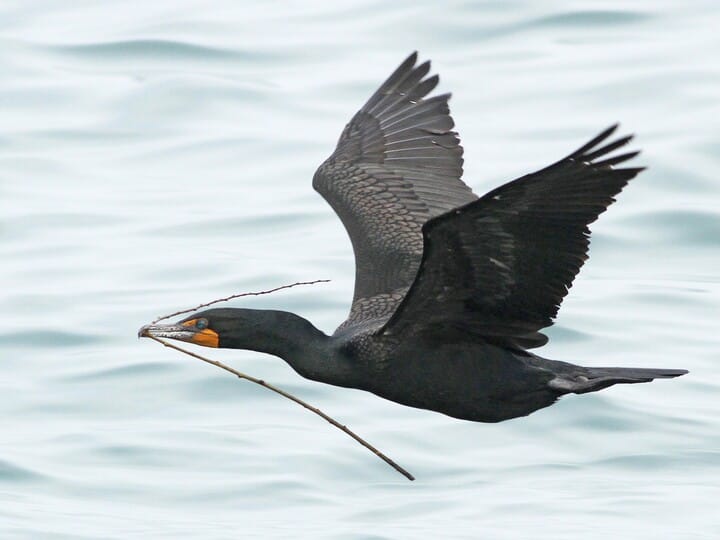 <p>Double-crested Cormorant</p>