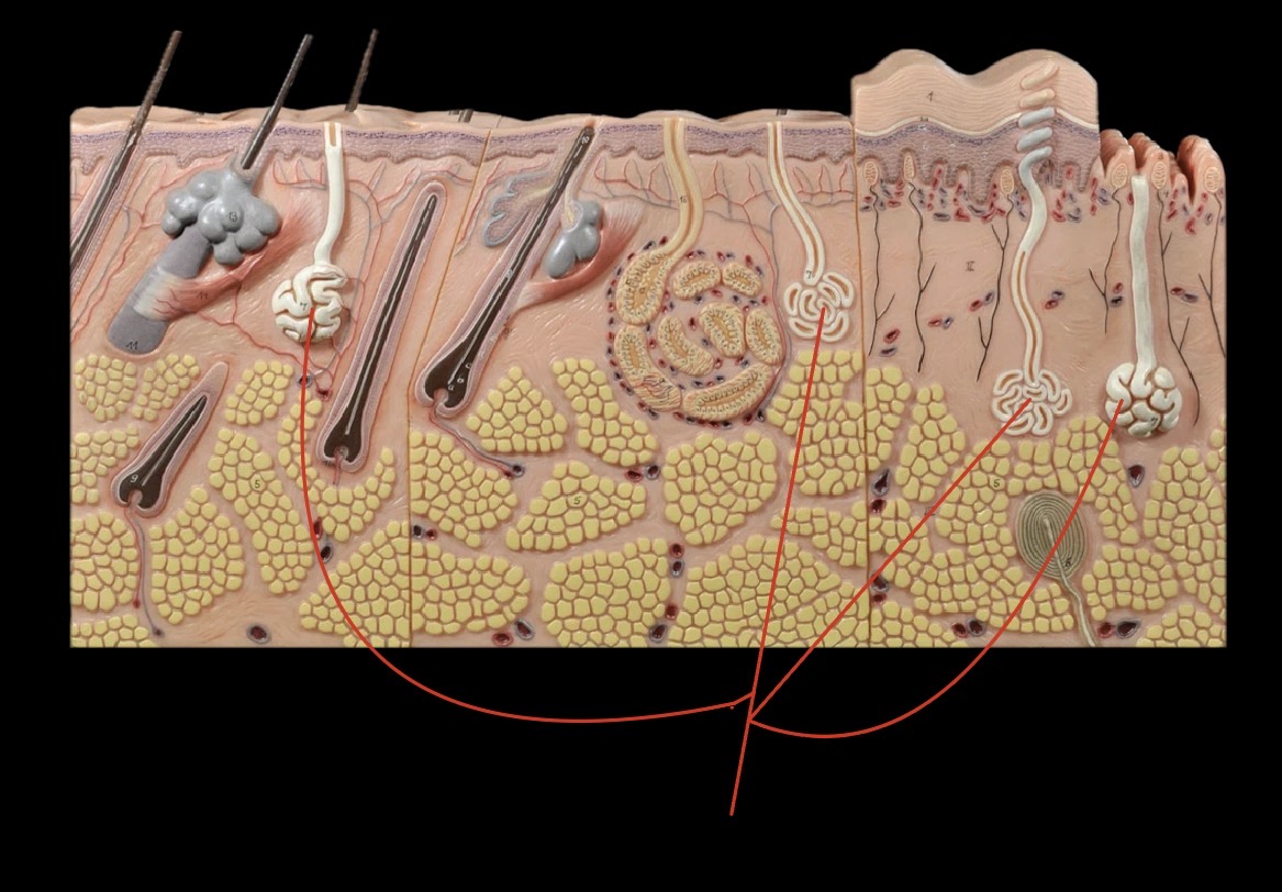 <p>What Gland is this?</p>