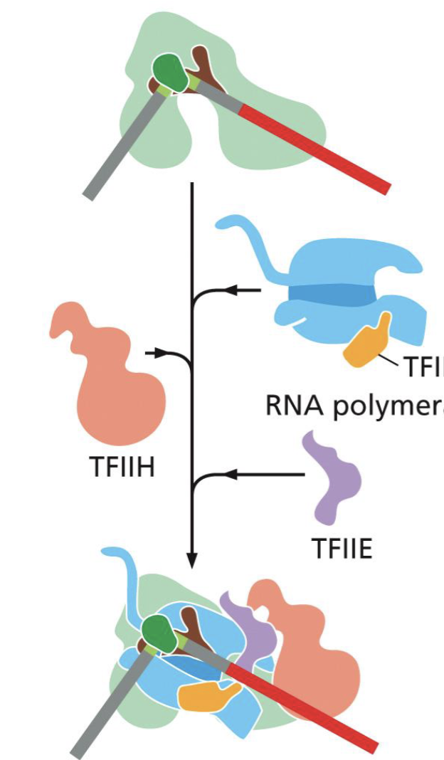 <p>TFIIE → TFIIH → unwinds DNA + modifies RNA poly for activity; TFIIF prevents random binding of RNA poly to non-specific DNA regions</p>