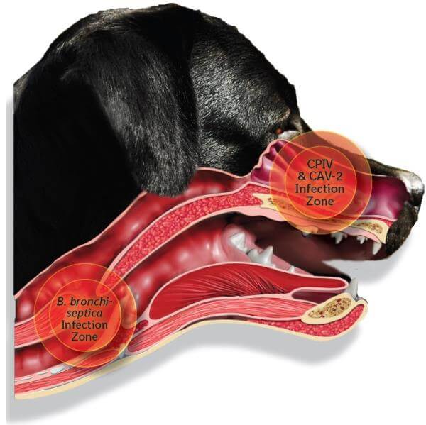 <p>Infectious tracheobronchitis</p>