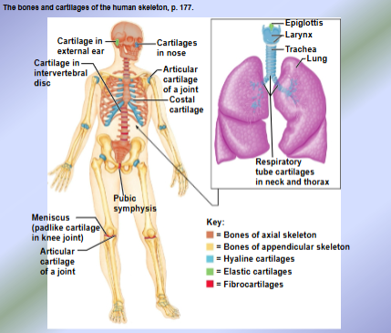 <p>Bones + Cartilage Overview and Classification</p>