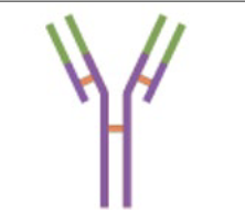 <p>B-cell receptor</p>