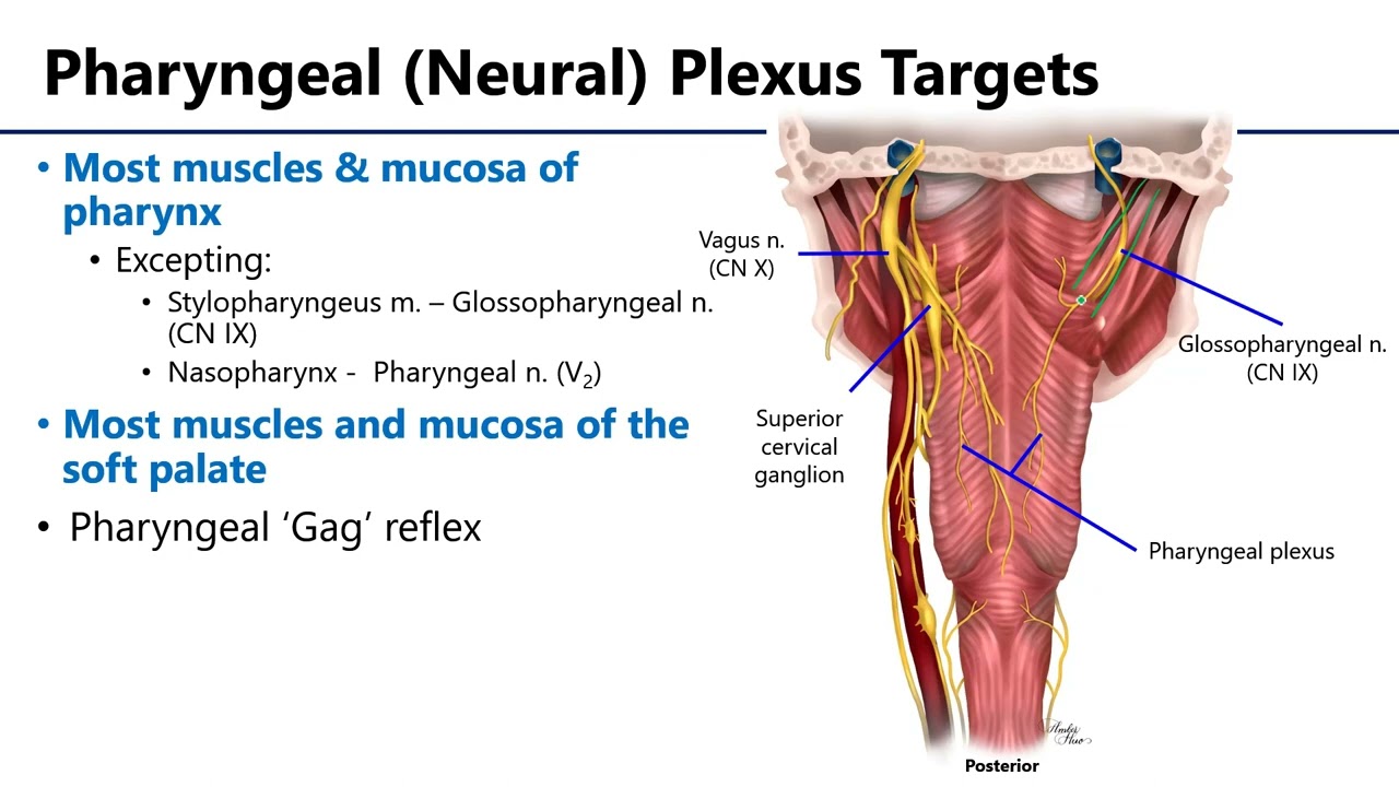 <p>-CNIX </p><p>-CNX </p><p>-superior cervical ganglion</p>