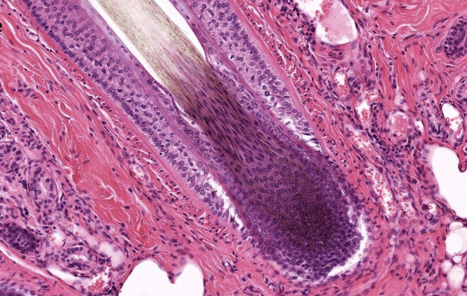 <p>Identify the Structure</p>