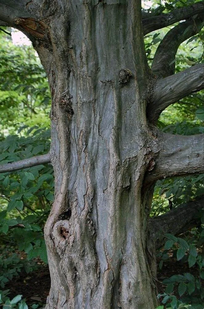 <p>What Plant is This?</p>