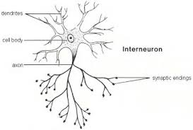 <p>carries impulse from relay (in CNS) to motor neurone </p>