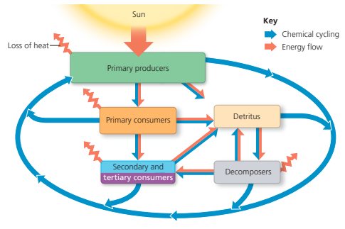 <p>Biotic components of ecosystems include all living organisms and dead organic matter/waste, while abiotic components of ecosystems include nutrients, energy, water, and minerals. </p>