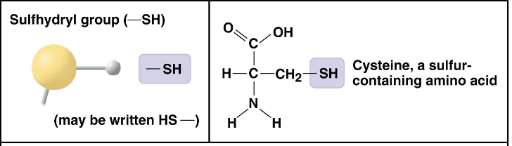 <p>(-SH) Two -SH groups can react, forming a <strong>“cross-link”</strong> that helps <strong>stabilize protein structure</strong></p><ul><li><p>active participant in chemical and antioxidant reactions</p></li></ul><p></p>