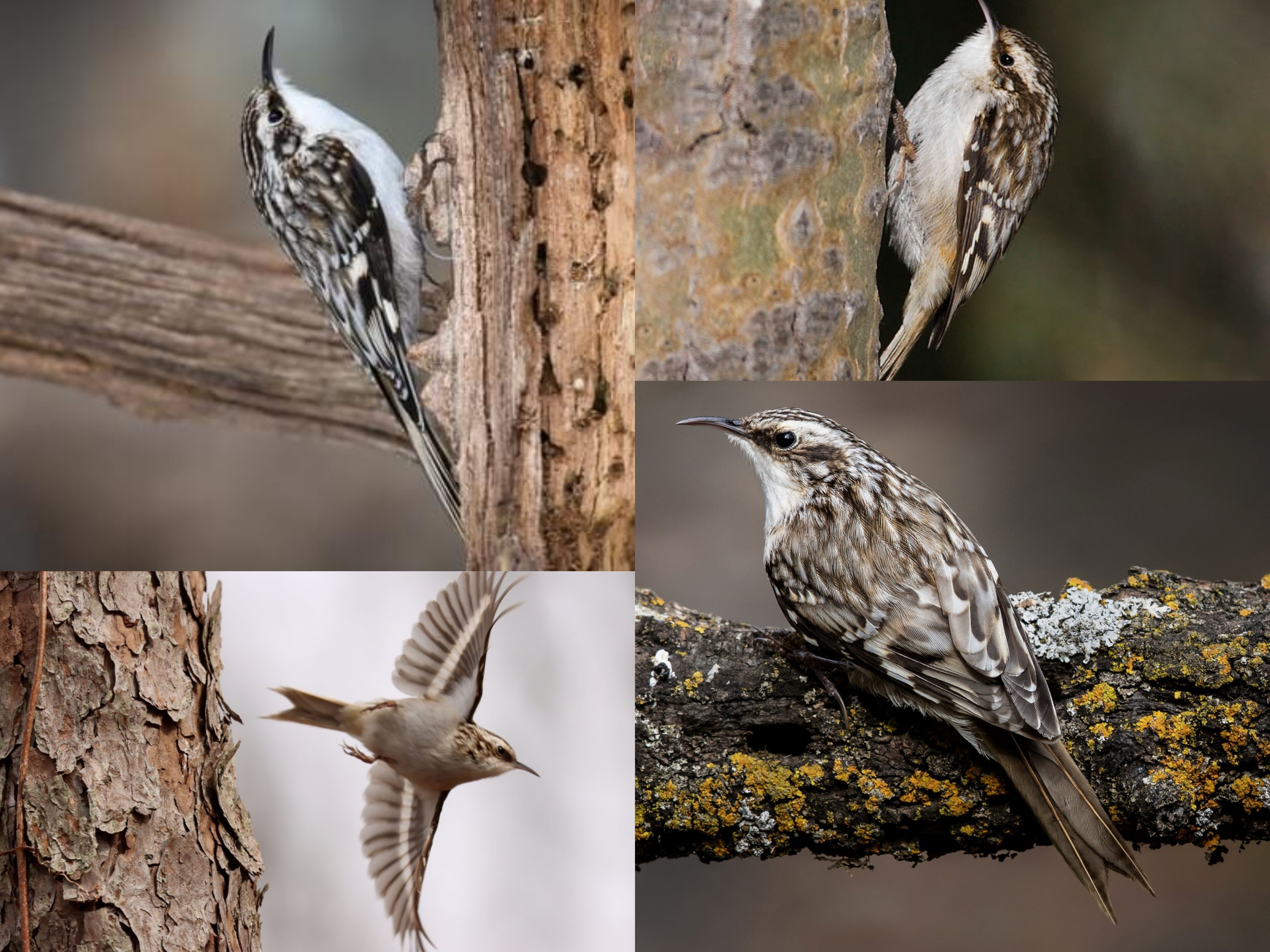 <p>Order:</p><p>Family:</p><p>CN:</p><p>Alpha Code: </p>