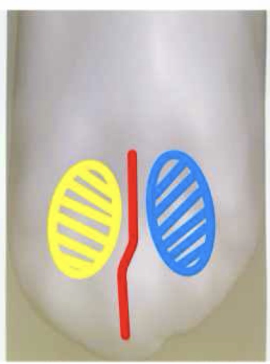 <p>노란색 와 이름(한글, 영어)</p>