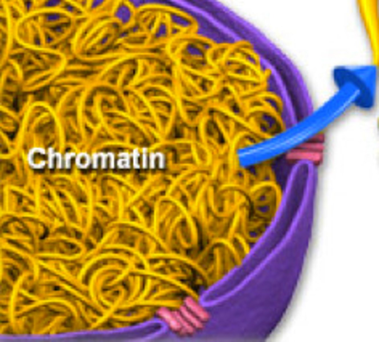 <p>Uncoiled DNA. Present in interphase</p>